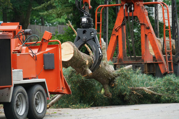 Reliable Apache Junction, AZ  Tree Services Solutions